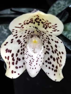 Bild von Paphiopedilum conco-bellatulum